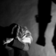 Menor de ocho años murió tras ser golpeado presuntamente por su tía